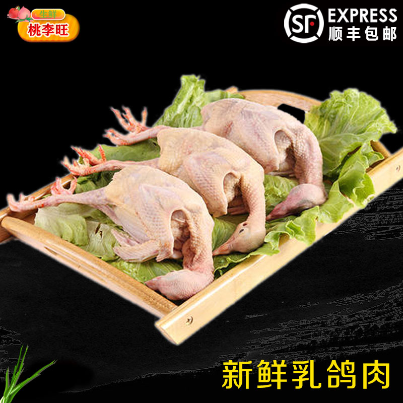 新鲜鸽子土鸽子桃李旺