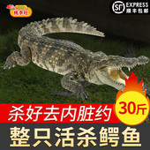 新鲜现杀整条鳄鱼肉 鳄鱼掌尾巴肉整条鳄鱼约30斤 桃李旺天猫生鲜