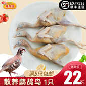 鹧鸪鸟 农家散养老鹧鸪肉生鲜鸟肉 飞龙肉 桃李旺 新鲜活体现杀