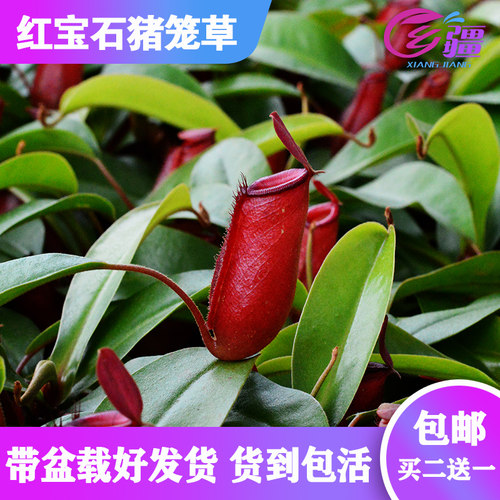 直销红宝石食虫植物趣味绿植盆栽