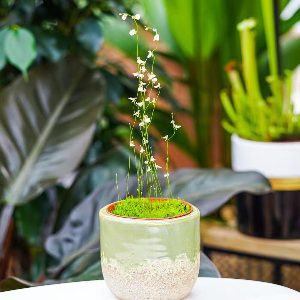 食虫植物---海妖女狸藻 食虫草微观植物植物草盆栽造景绿植