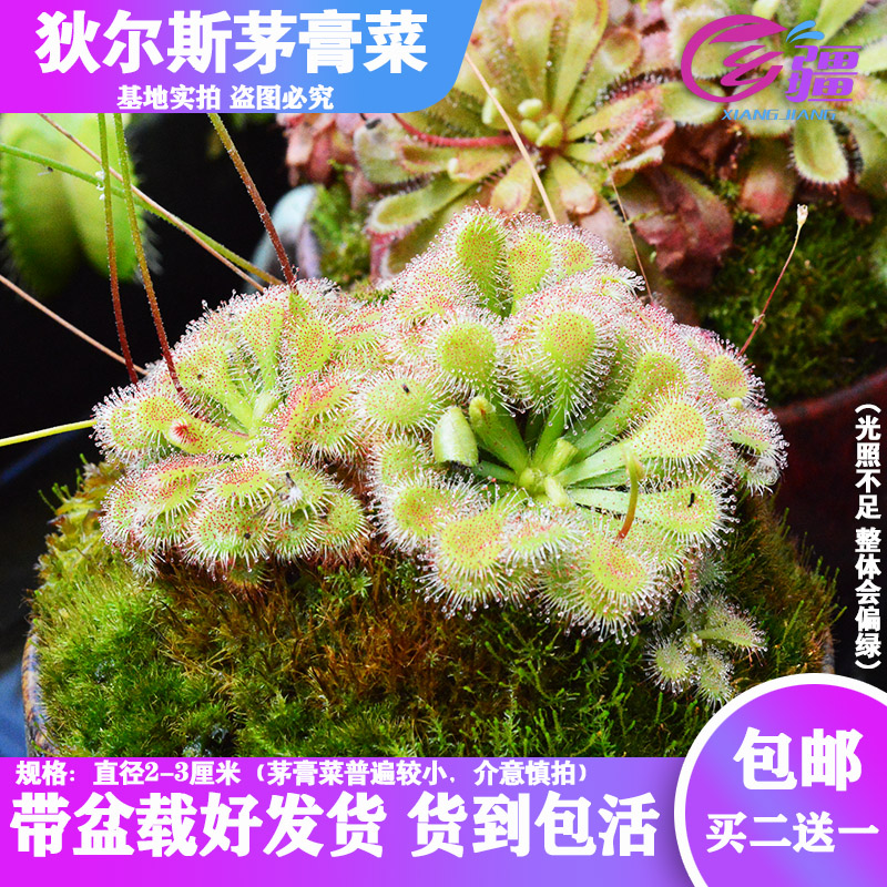基地直销【狄尔斯茅膏菜】食虫植物捕蝇草驱蚊草多肉趣味绿植盆栽