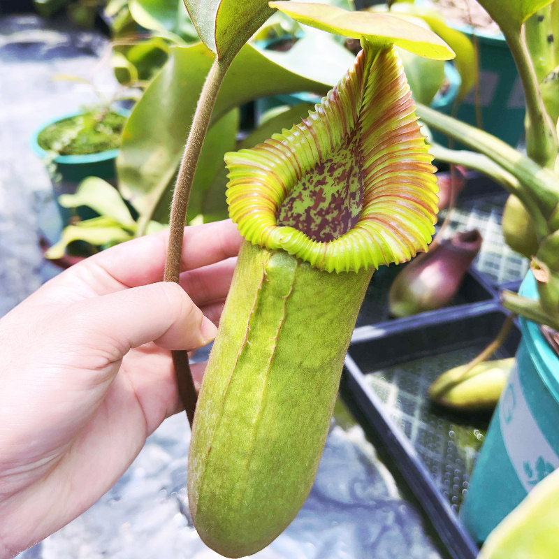 食虫植物 宝特x哈里猪笼草 扦插苗 需预定