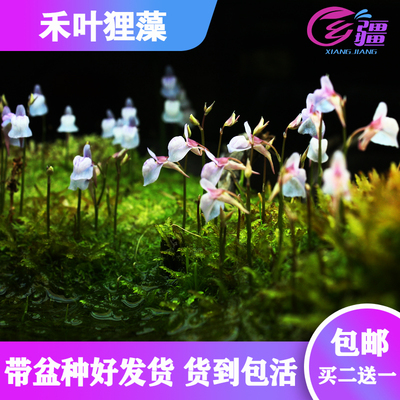 基地直销【禾叶狸藻】食虫造景