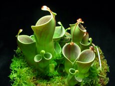насекомоядное растение 【小太阳瓶子草 h.minor】稀有食虫植物 适合造景 趣味绿植盆栽