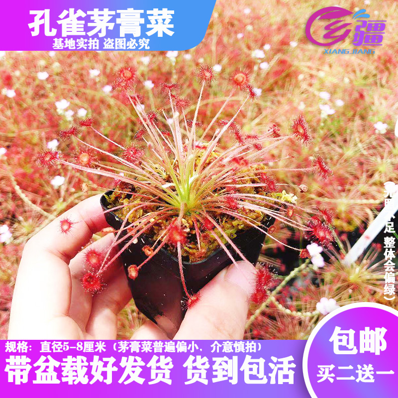 基地直销【孔雀茅膏菜】食虫植物捕蝇草驱蚊草多肉趣味绿植盆栽 鲜花速递/花卉仿真/绿植园艺 食虫植物 原图主图