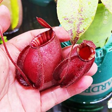насекомоядное растение 食虫植物--海盗黑月猪笼草圆笼花唇个体推收藏猪笼草吃虫耐阴绿植