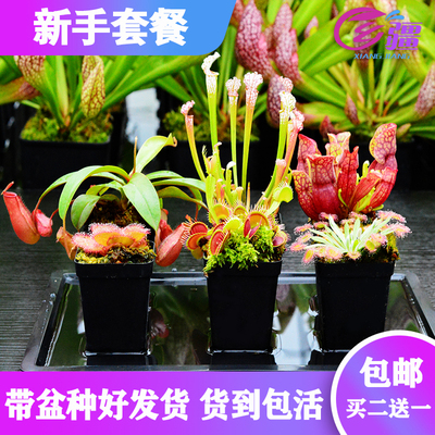 【新手套餐】食虫植物多肉盆栽