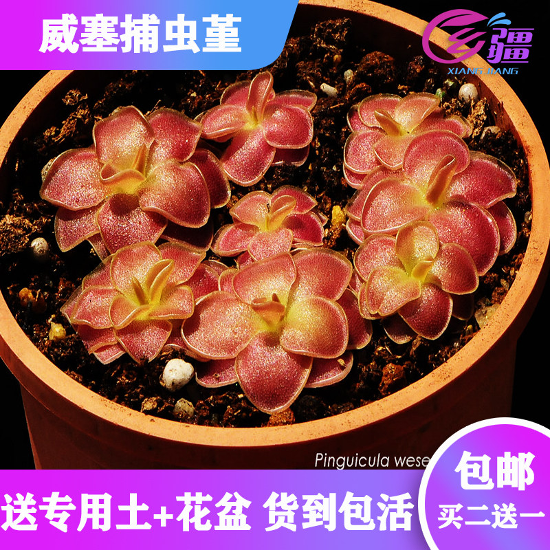 基地直销【weser/威塞捕虫堇】食虫植物驱蚊草多肉趣味绿植盆栽