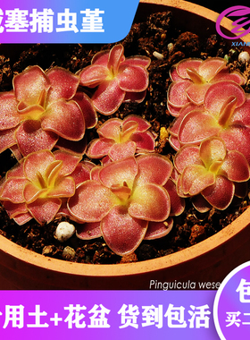 基地直销【weser/威塞捕虫堇】食虫植物驱蚊草多肉趣味绿植盆栽