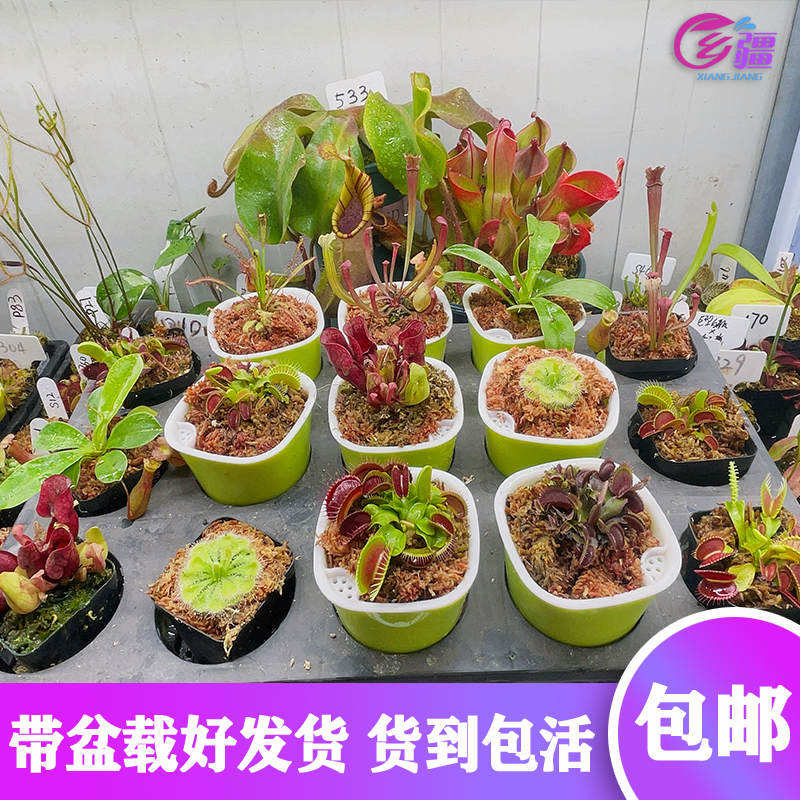 捕蝇草阳台春季趣味净化空气