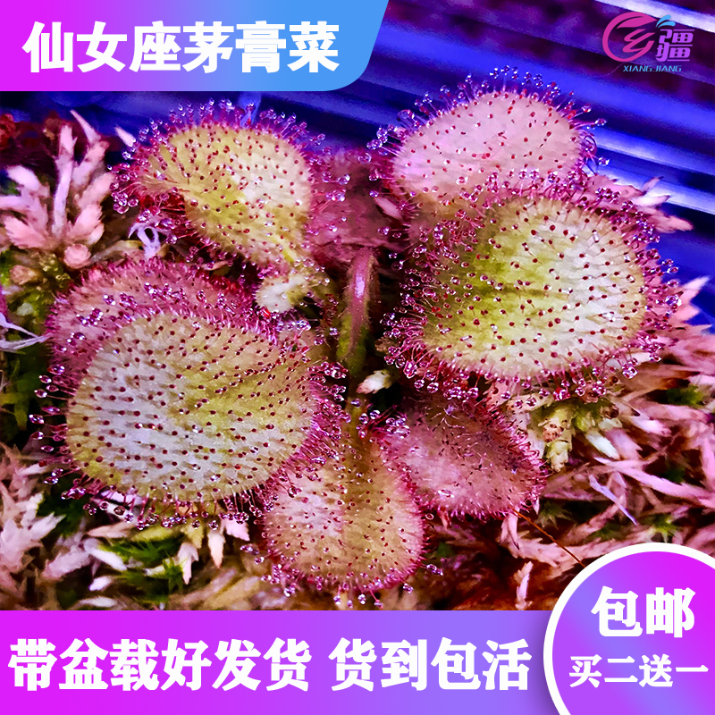 基地直销【仙女座茅膏菜】食虫植物捕蝇草驱蚊草多肉趣味绿植盆栽