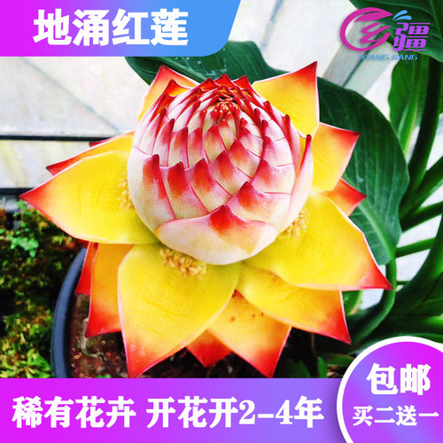 涌莲价格 涌莲图片 星期三