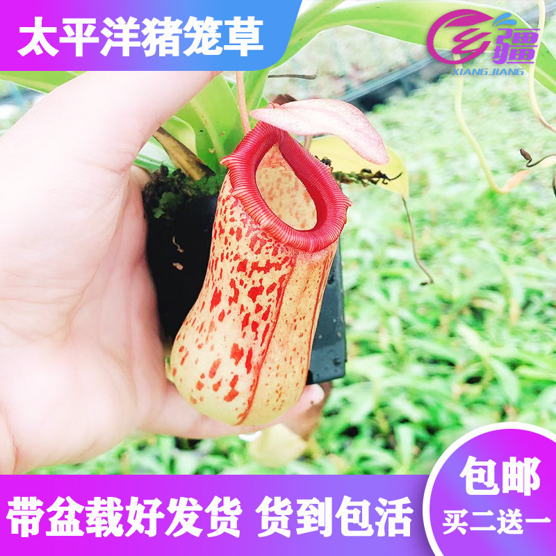 基地直销【葫芦X卓越猪笼草】食虫植物捕蝇草驱蚊草多肉绿植盆栽,鲜花速递/花卉仿真/绿植园艺,食虫植物,淘宝优惠券,粉丝福利购,淘宝优惠卷