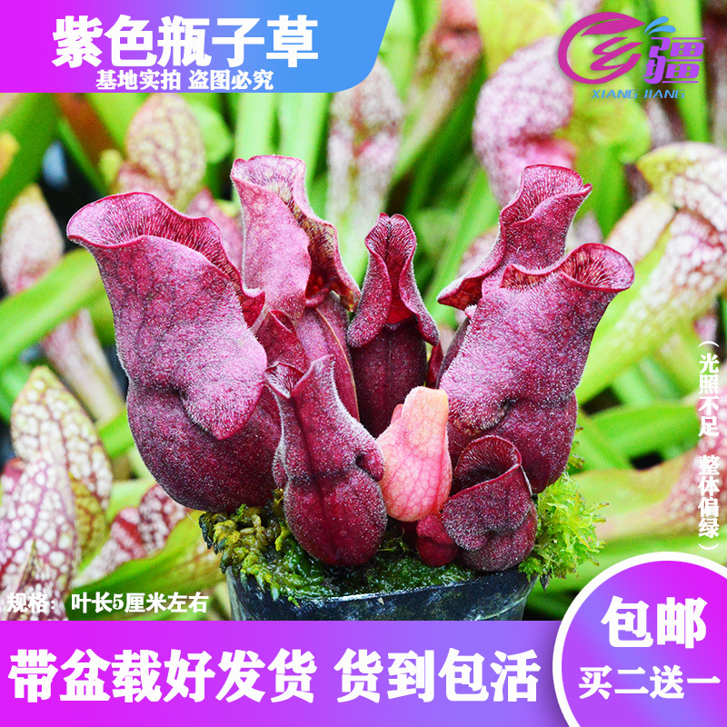 基地紫色食虫捕蝇草驱蚊多肉绿植