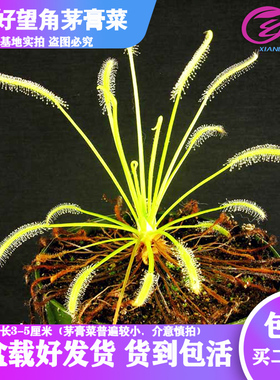 基地直销【白色好望角茅膏菜】食虫植物捕蝇草驱蚊草多肉绿植盆栽