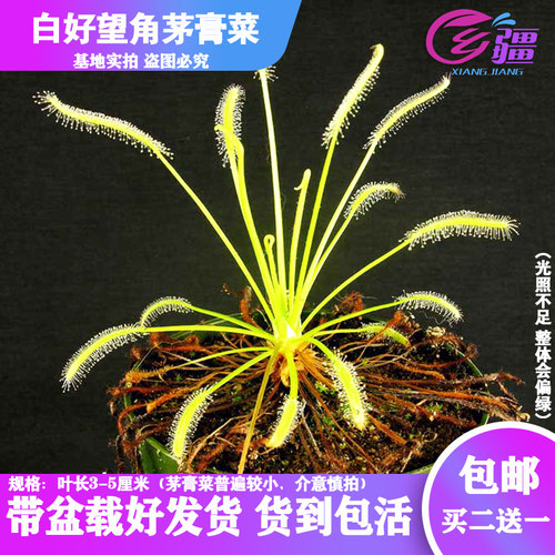 多肉绿植基地直销白色食虫驱蚊