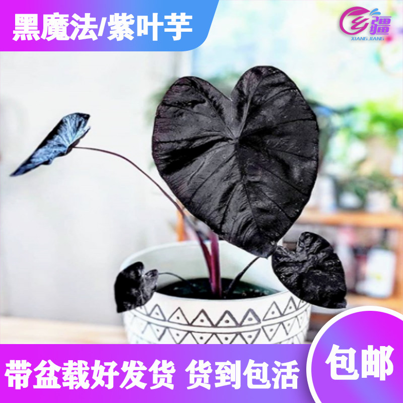 基地直销【黑魔法/紫叶芋/黑叶芋】 北欧风荷兰进口耐阴绿植盆栽