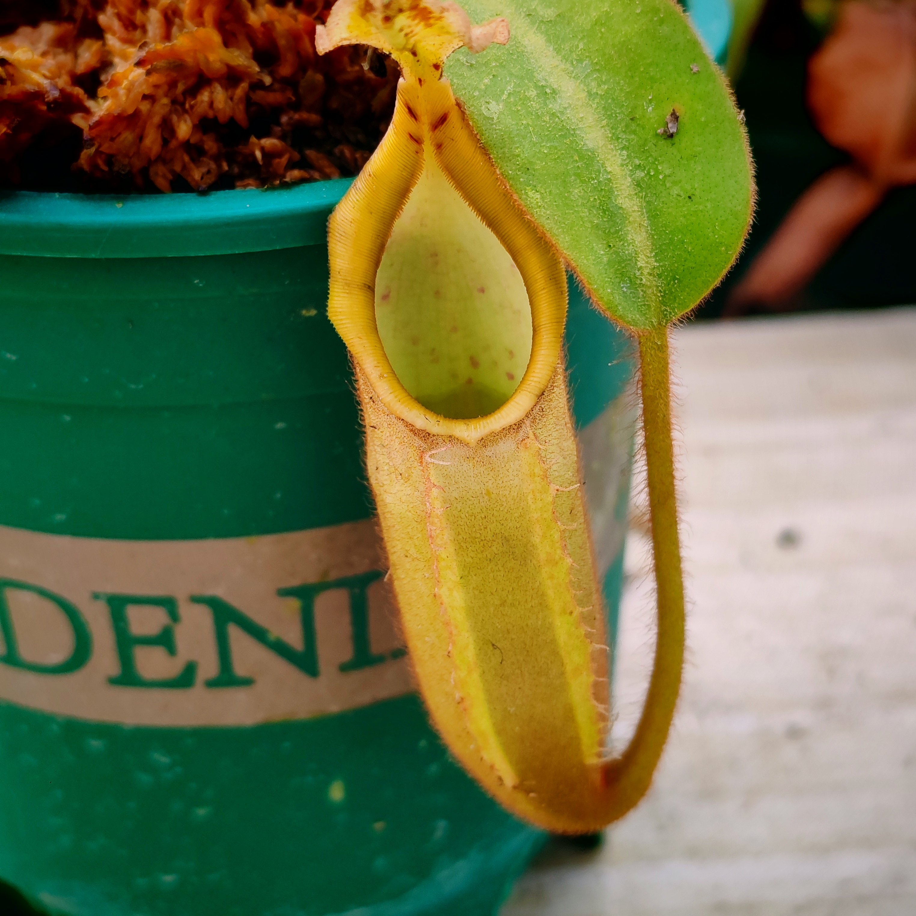 低地纯绿维奇猪笼草食虫植物