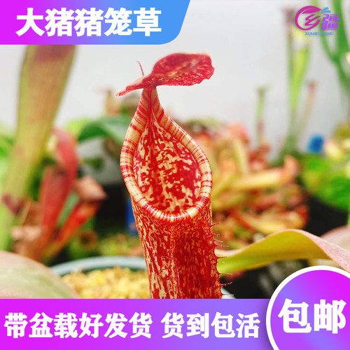大猪猪笼草阳台窗台夏季开花