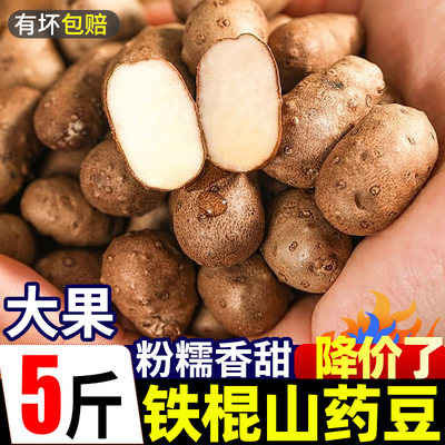 河南铁棍山药豆好评榜