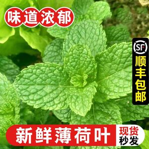新鲜薄荷叶4斤食用泡水装饰烘焙调酒水吧香料鲜荷叶蔬菜现摘包邮