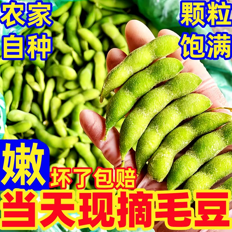 鲜嫩毛豆5斤新鲜带壳当季现摘蔬菜豆角豆荚自种农家青豆整箱批发