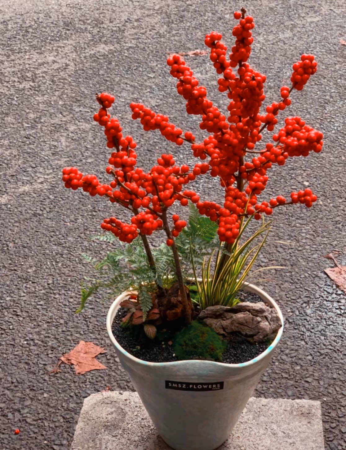 39北美冬青红果高端桌面好养活（轻微落果正常不售后介意勿拍）