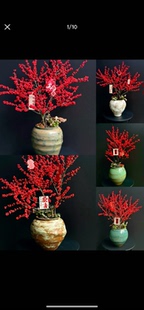 北美冬青红果果高端桌面款好养活（轻微落果正常不售后介意勿拍）