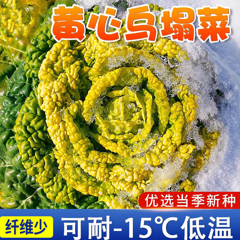 秋冬季黄心乌塌菜种籽