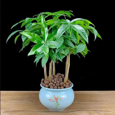 发财树小盆栽室内客厅绿植大