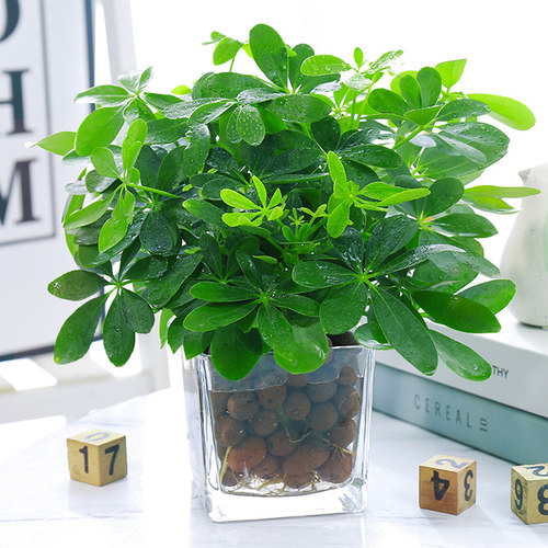 伏雨鸭脚木八方来财室内好养