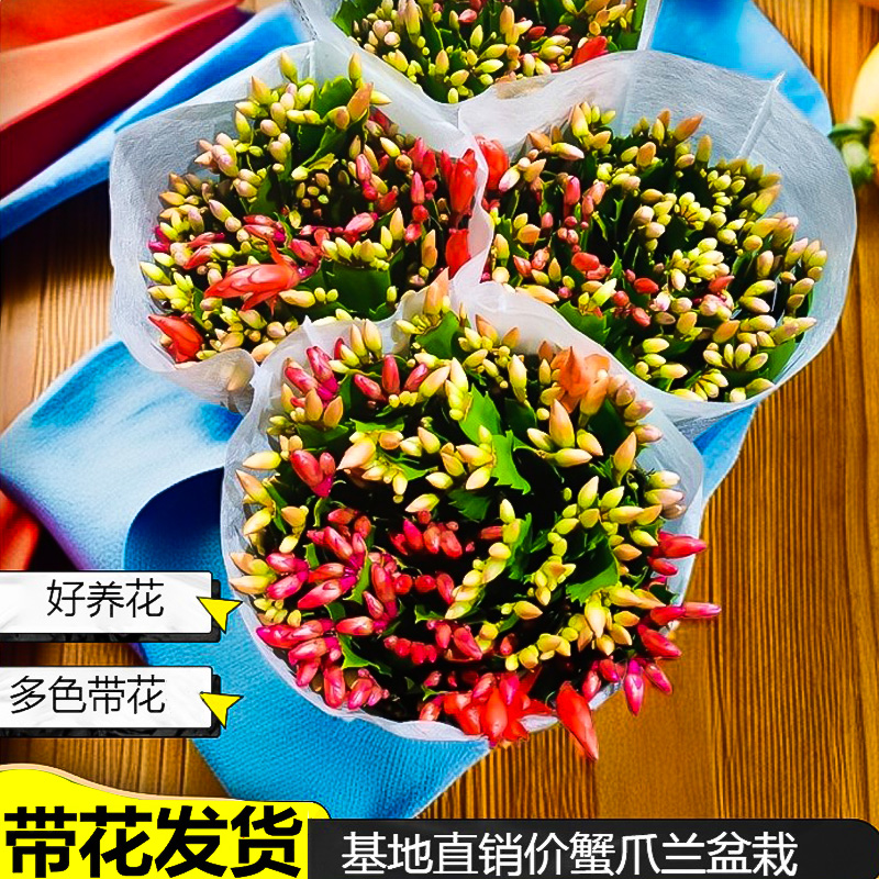 蟹爪兰盆栽带花苞四季开多