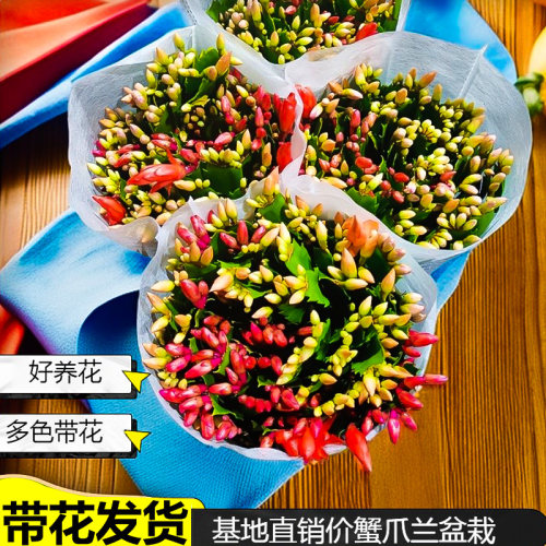 蟹爪兰盆栽带花苞四季开多