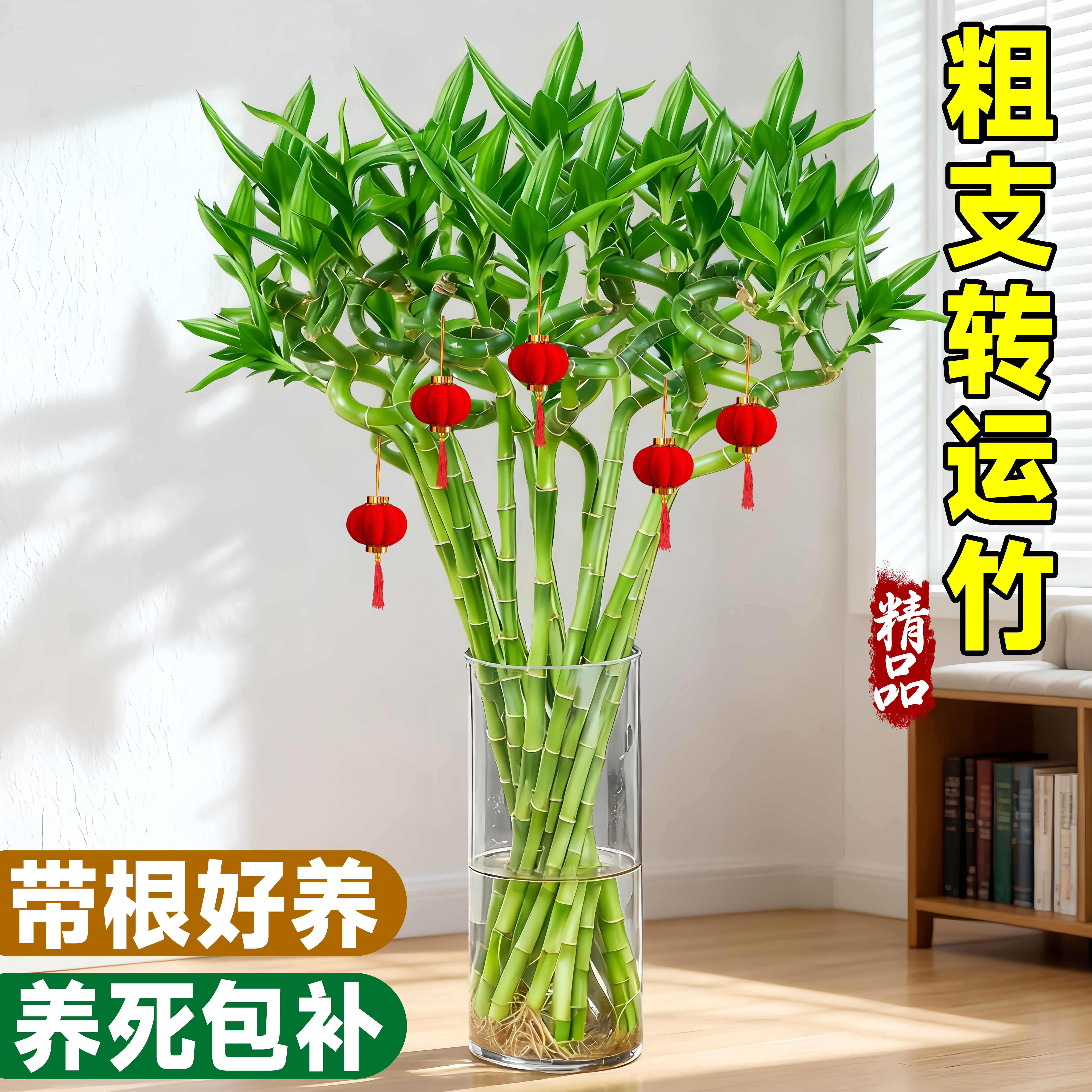带根转运竹水培富贵竹植物开运竹水养客厅弯竹子盆栽招财室内植物