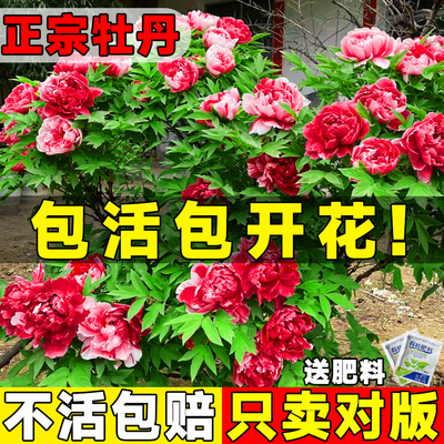 牡丹花苗盆栽正宗洛阳带苞种