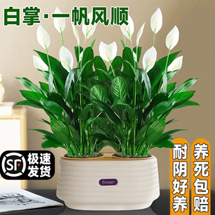 一帆风顺盆栽带花苞白掌绿植水培植物办公室内红掌花卉花好养易活