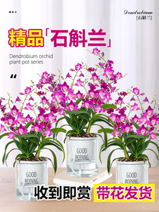 澳洲香水石斛兰耐寒带花苞泼墨紫蝶香水石斛室内外花卉盆栽