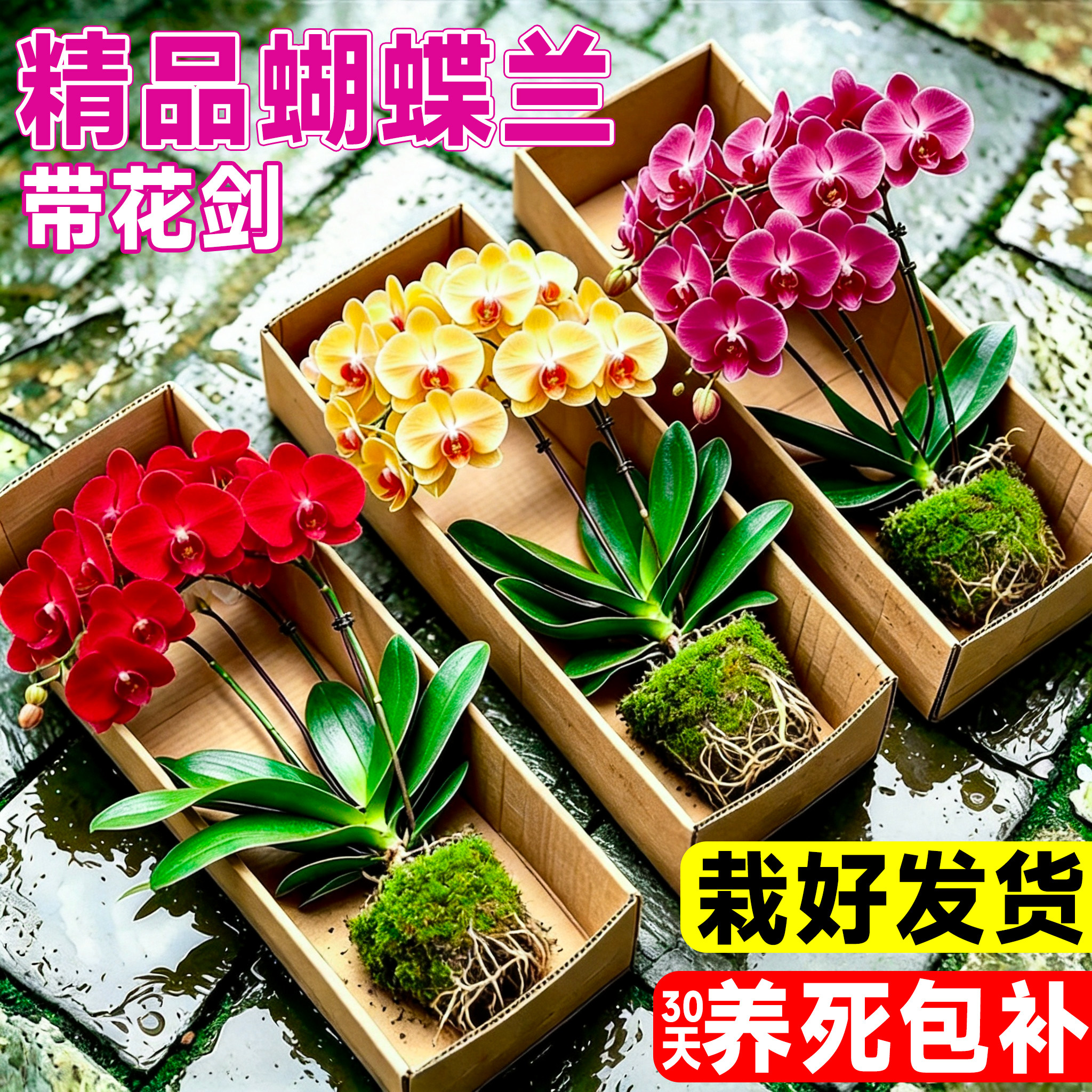 蝴蝶兰花苗带花剑带花苞盆栽兰花大苗客厅室内植物花卉四季好养活