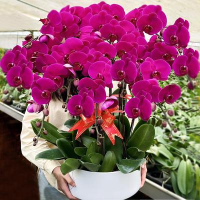蝴蝶兰花苗带剑苞盆栽大客厅