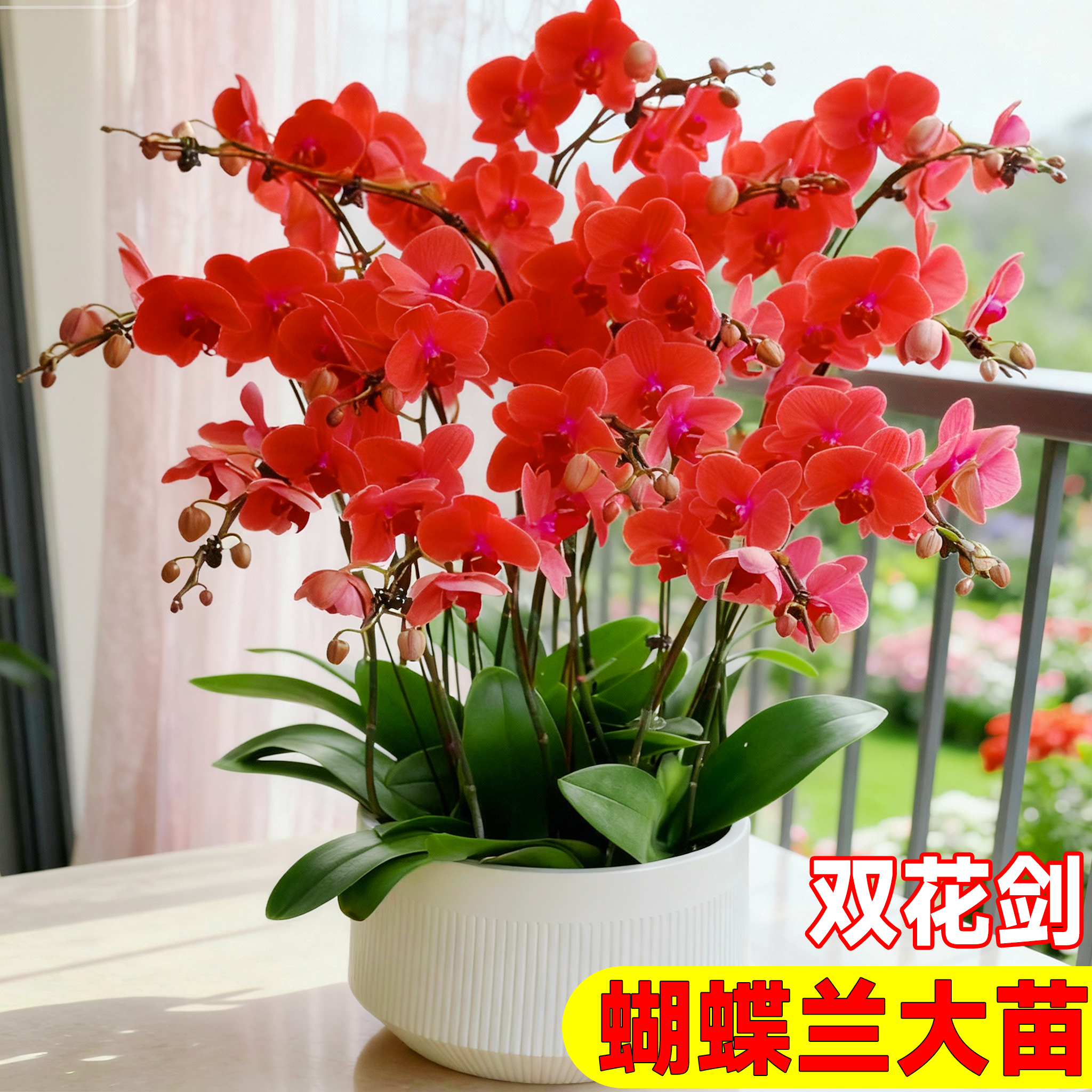 蝴蝶兰带花剑大苗兰花卉盆栽绿年宵植物室内客厅四季好养活花苞