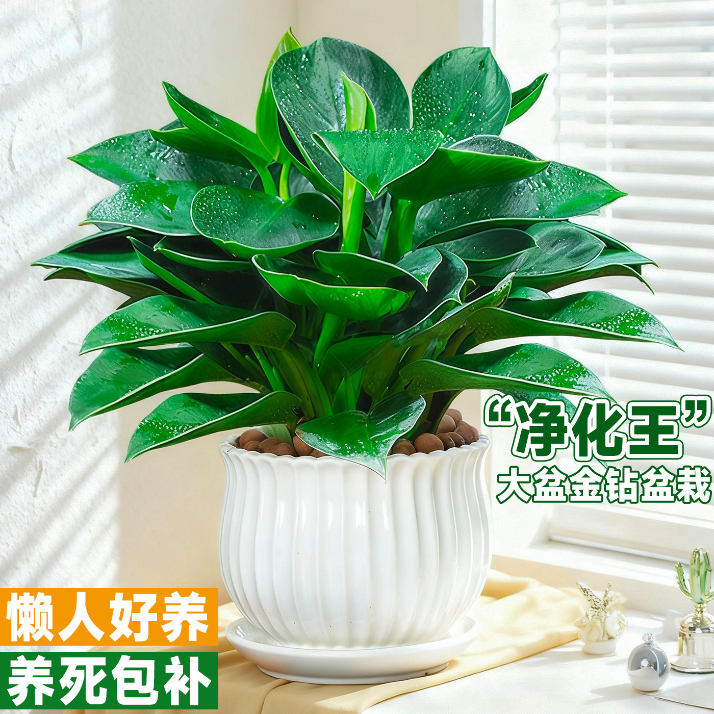 金钻盆栽绿植大萝除室内甲图片