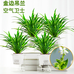 金边吊兰垂吊植物室内花卉盆栽青叶吊兰带花盆水养绿植好养易活
