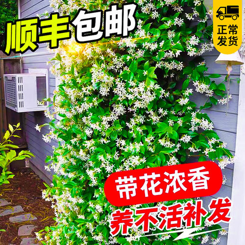 风车茉莉爬藤植物垂丝络石