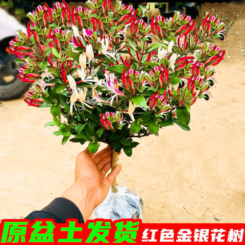 可食用金银花树苗浓香四季