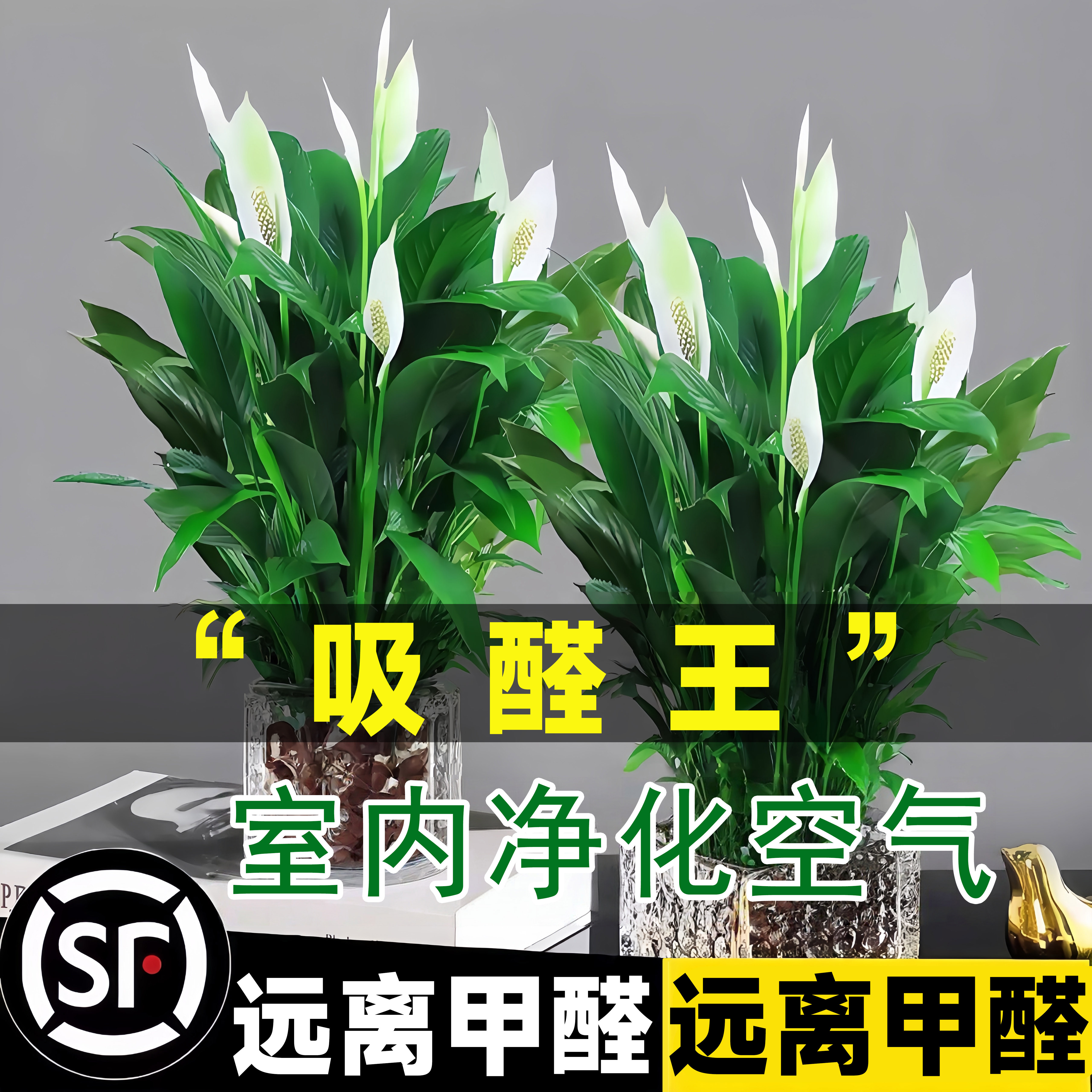 白掌盆栽一帆风顺绿萝箩花卉四季植物室内花水土培红掌绿植发财树