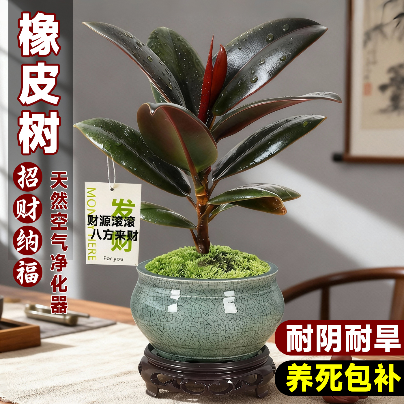 黑金刚橡皮树盆栽净化空气