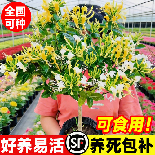 金银花树苗浓香四季开卉盆