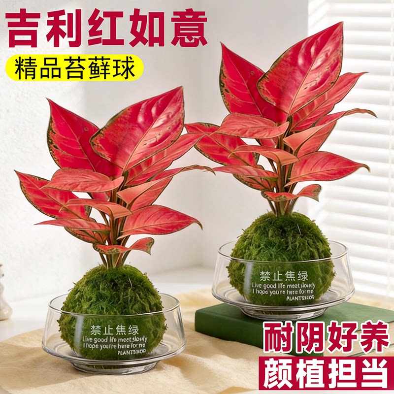 吉利红水培如意皇后室内盆