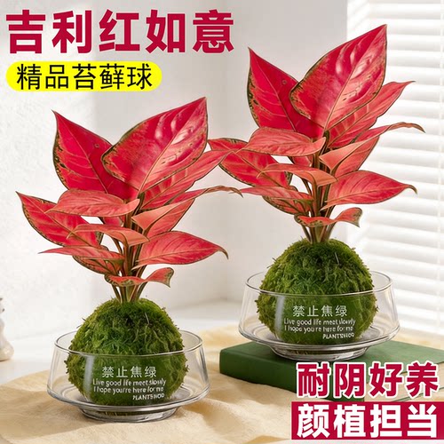 吉利红水培如意皇后室内盆